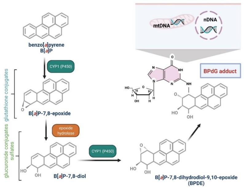 Biotransformation of Benzo[a]pyrene into mutagen