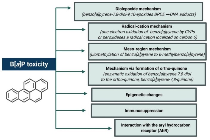 Mechanisms of Benzo[a]pyrene toxicity