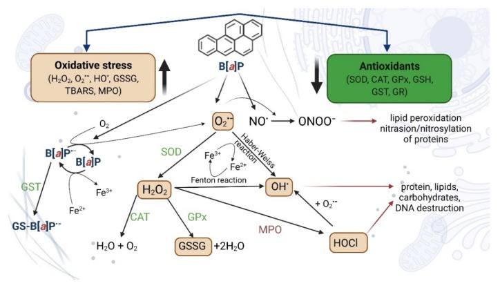 Environmental pollutants affect ROS detoxification