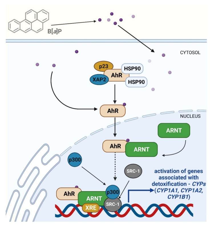 The aryl hydrocarbon receptor (AhR) mechanism